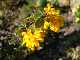 Berberis darwinii